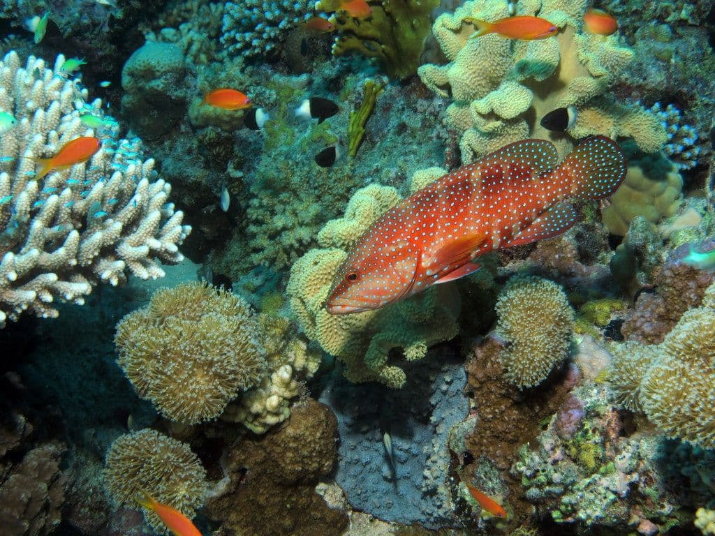 Hurghada, Egypte